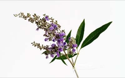 Angus Castus Extracts Manufacturer Chaste Tree Best China Supplier