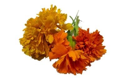 Marigold flower extracts manufacturer,Tagetes erecta extracts manufacturer,Lutein manufacturer,Zeaxanthin manufacturer,Marigold flower extracts distributor,Tagetes erecta extracts distributor,Lutein distributor,Zeaxanthin distributor,Marigold flower extracts supplier,Tagetes erecta extracts supplier,Lutein,Zeaxanthin supplier,Marigold flower extracts wholesale,Tagetes erecta extracts wholesale,Lutein,Zeaxanthin wholesale,Marigold flower extracts USA stock,Tagetes erecta extracts USA stock,Lutein,Zeaxanthin USA stock
