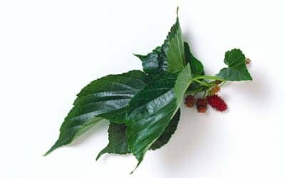 Mulberry leaf extracts manufacturer,Morus alba L manufacturer,1-DNJ manufacturer,1-deoxynojirimycin manufacturer,Mulberry leaf extracts factory,Morus alba L factory,1-DNJ factory,1-deoxynojirimycin factory,Mulberry leaf extracts distributor,Morus alba L distributor,1-DNJ distributor,1-deoxynojirimycin distributor,Mulberry leaf extracts supplier,Morus alba L supplier,1-DNJ supplier,1-deoxynojirimycin supplier,Mulberry leaf extracts wholesale,Morus alba L wholesale,1-DNJ wholesale,1-deoxynojirimycin wholesale,Mulberry leaf extracts USA stock,Morus alba L USA stock,1-DNJ USA stock,1-deoxynojirimycin USA stock