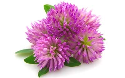 Red Clover extracts manufacturer,Trifolium pratense extracts manufacturer,Red clover herb dry extracts manufacturer,Red Clover extracts supplier,Trifolium pratense extracts supplier,Red clover herb dry extracts supplier,Red Clover extracts wholesale,Trifolium pratense extracts wholesale,Red clover herb dry extracts wholesale,Red Clover extracts USA stock,Trifolium pratense extracts USA stock,Red clover herb dry extracts USA stock