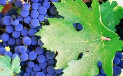 Grape Leaf Extract Polyphenol manufacturer Vitis vinifera extract supplier
