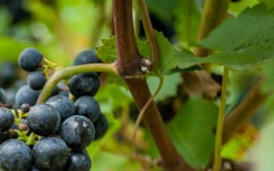 Grape vine extract Epsilon-viniferin manufacturer Grape Stem Extract Vitis vinifera extract supplier