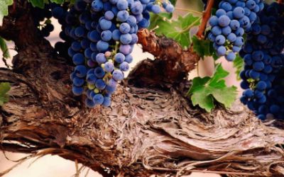 Grape vine extract trans-Resveratrol manufacturer Grape Stem Extract Vitis vinifera extract supplier