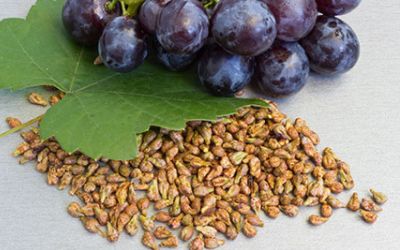 Grape seed extract Proanthocyanidins manufacturer supplier,Vitis vinifera extracts wholesale,Grape seed purified dry extracts wholesale