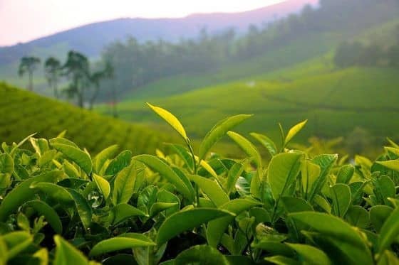 Green Tea Extract Natural Theanine Manufacturer Camellia Sinensis Extract Supplier China USA UK