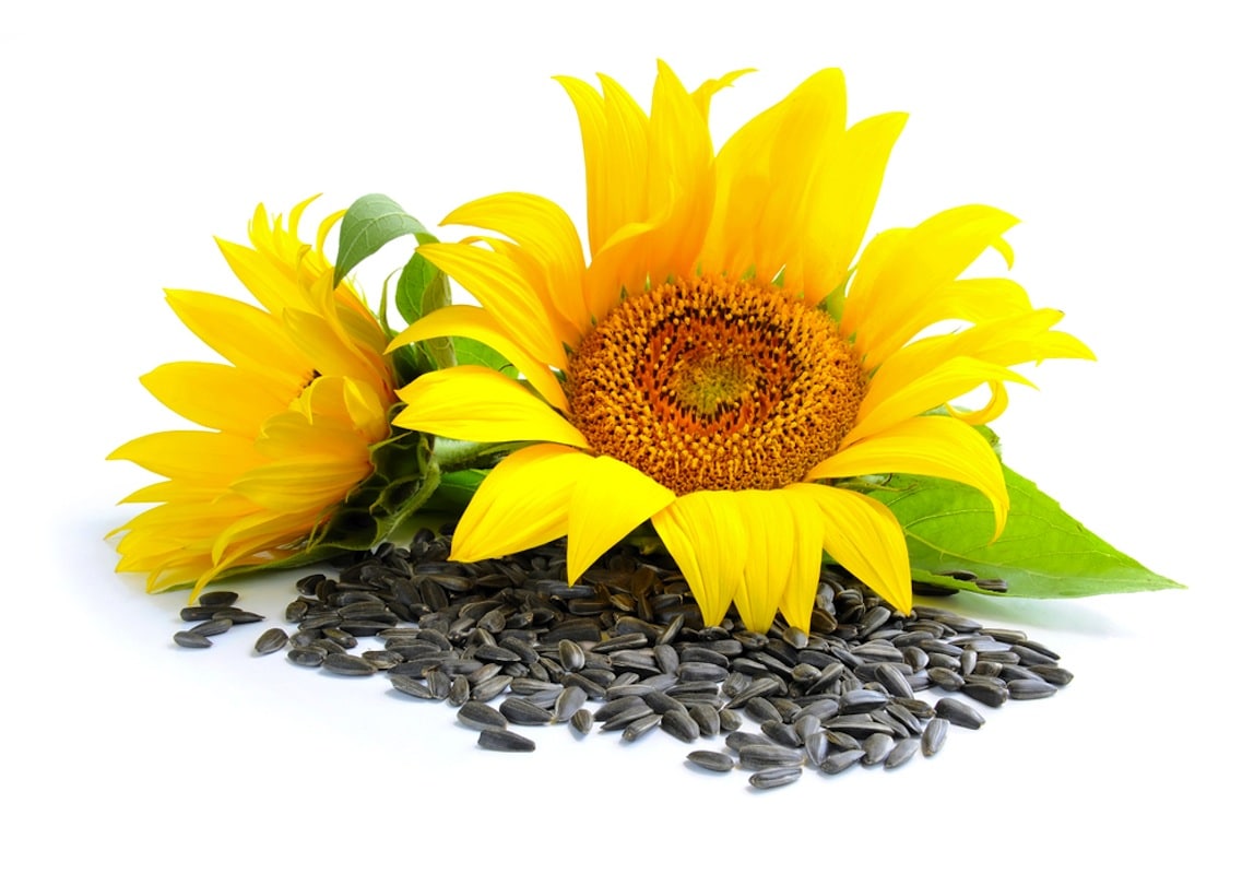 sunflower protein manufacturer sunflower kernels nutrition supplier