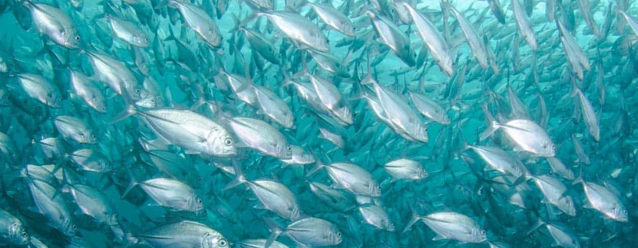 Fish Collagen Peptide7 Etchem